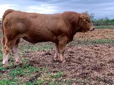 2 yr old Tan bulls