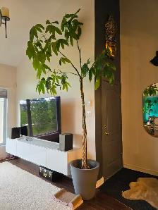 Money Tree Plant - Good Luck Tree