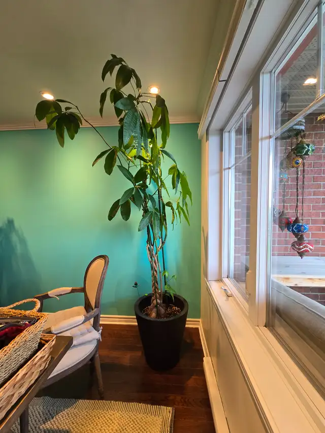 Money Tree - Plant - Rare Size - Good luck plant