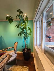 Money Tree - Plant - Rare Size - Good luck plant