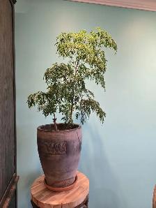 Beautiful plant  - great low price