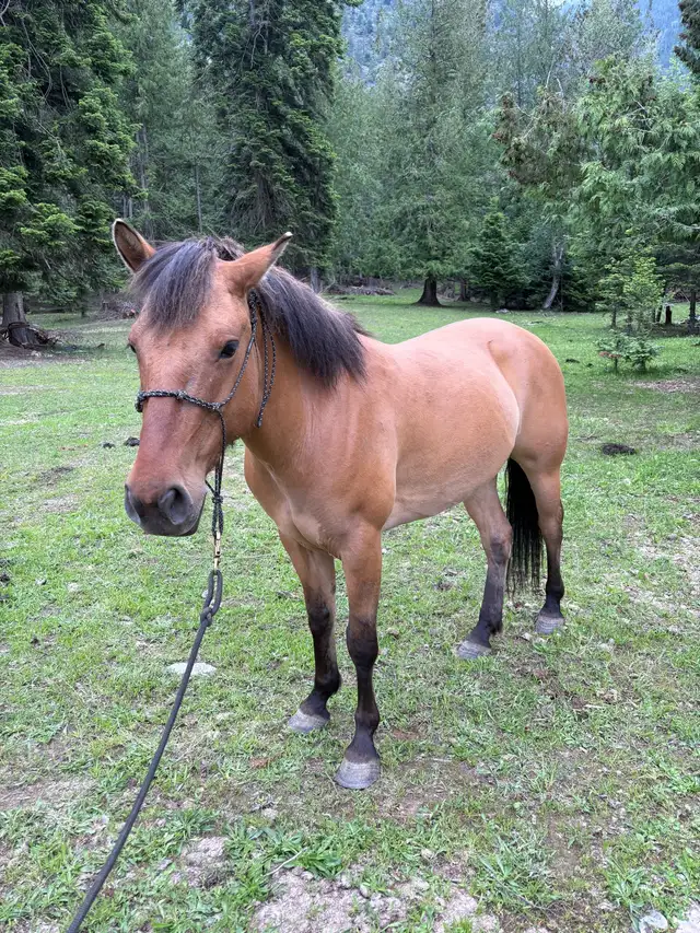 Fjord X Quarter Horse Mare