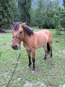 Fjord X Quarter Horse Mare
