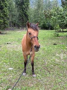 Fjord X Quarter Horse Mare - Photo 2