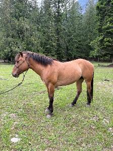 Fjord X Quarter Horse Mare - Photo 3