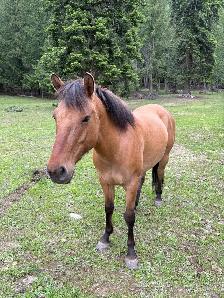 Fjord X Quarter Horse Mare - Photo 4