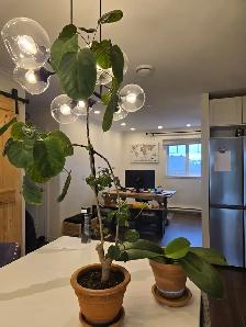 Free plants - pot not included
