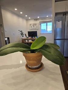 Free plants - pot not included - Photo 2