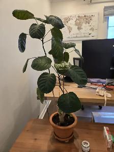 Free plants - pot not included - Photo 3