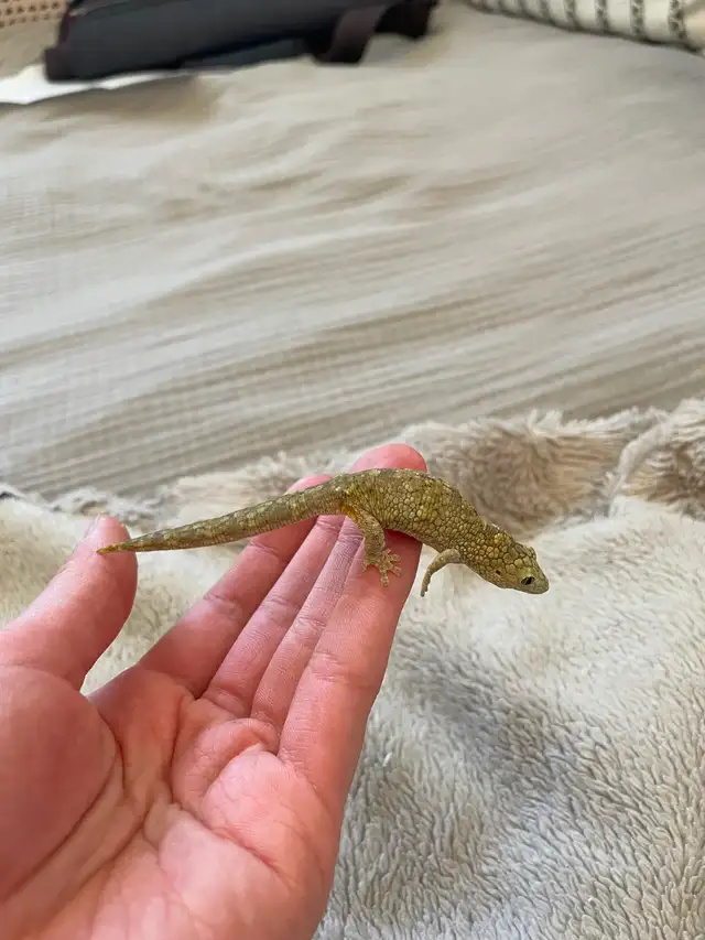Chameleon Geckos for Sale, Hand-fed Babies