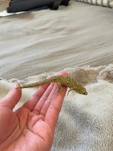Chameleon Geckos for Sale, Hand-fed Babies