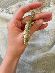 Chameleon Geckos for Sale, Hand-fed Babies - Photo 2