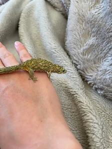 Chameleon Geckos for Sale, Hand-fed Babies - Photo 3