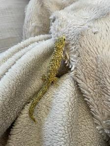 Chameleon Geckos for Sale, Hand-fed Babies - Photo 4