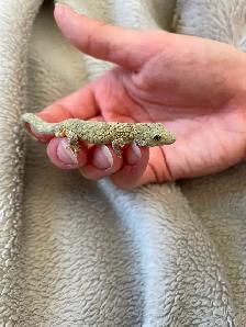 Chameleon Geckos for Sale, Hand-fed Babies - Photo 5