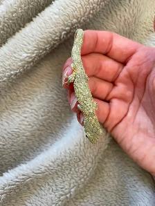 Chameleon Geckos for Sale, Hand-fed Babies - Photo 6