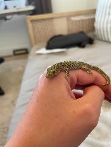 Chameleon Geckos for Sale, Hand-fed Babies - Photo 7
