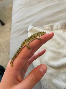 Chameleon Geckos for Sale, Hand-fed Babies - Photo 8