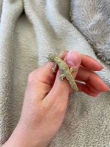 Chameleon Geckos for Sale, Hand-fed Babies - Photo 9
