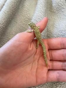 Chameleon Geckos for Sale, Hand-fed Babies - Photo 10