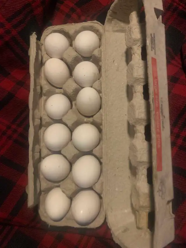 Deathlayer fertilized eggs