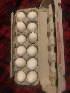 Deathlayer fertilized eggs
