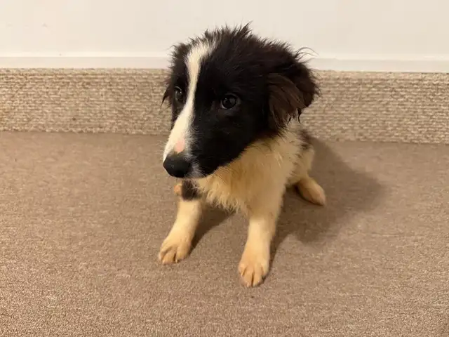 Border collie x Aussie shepherd puppies