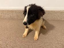 Border collie x Aussie shepherd puppies