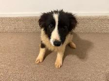 Border collie x Aussie shepherd puppies - Photo 2