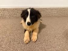 Border collie x Aussie shepherd puppies - Photo 3