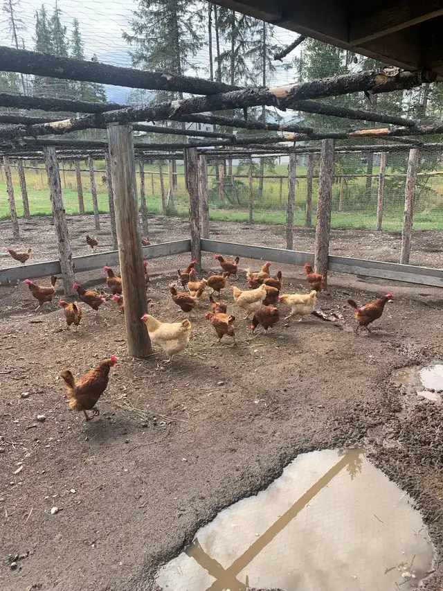 Laying chicken for sale