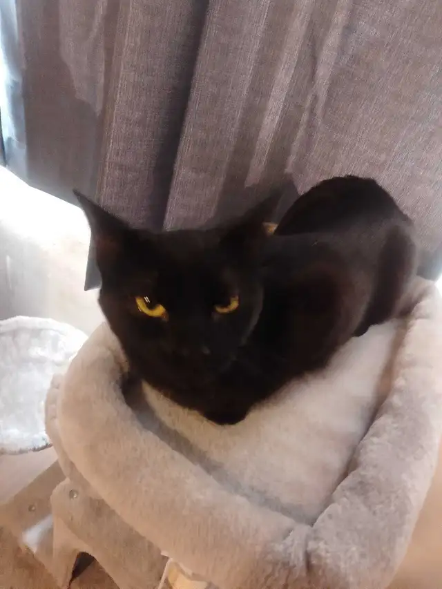 Free small Black Cat (2 years old) looking for new home
