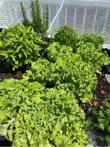 VEGEPOD raised garden bed, self  , timer and x2 covers - Photo 3