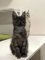 Purebred Maine Coon Kittens – Now Open for Reservation! - Photo 2