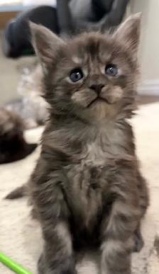 Purebred Maine Coon Kittens – Now Open for Reservation! - Photo 4