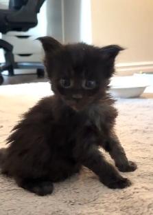 Purebred Maine Coon Kittens – Now Open for Reservation! - Photo 8