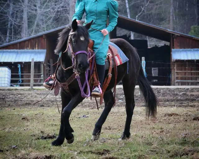 Beautiful Quarter horse cross.. Mare