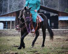 Beautiful Quarter horse cross.. Mare