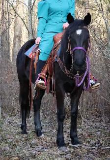Beautiful Quarter horse cross.. Mare - Photo 4