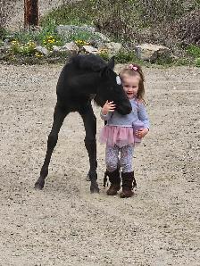 Beautiful Quarter horse cross.. Mare - Photo 5