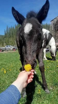 Beautiful Quarter horse cross.. Mare - Photo 6