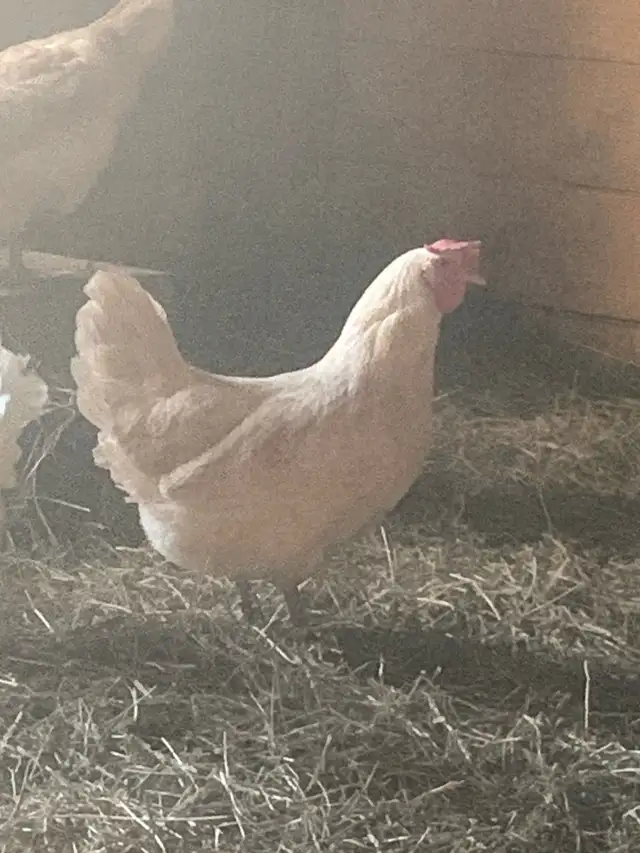 Two beautiful hens