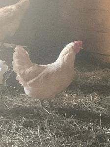 Two beautiful hens