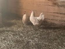 Two beautiful hens - Photo 2
