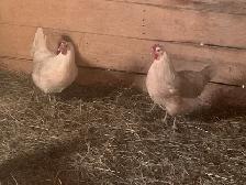 Two beautiful hens - Photo 3