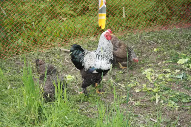 oeufs fecondés BRAHMA DARK