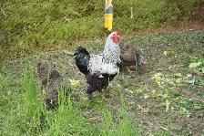oeufs fecondés BRAHMA DARK