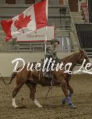 Horses for sale
