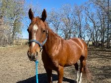 Horses for sale - Photo 3