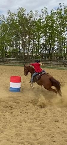 Horses for sale - Photo 4